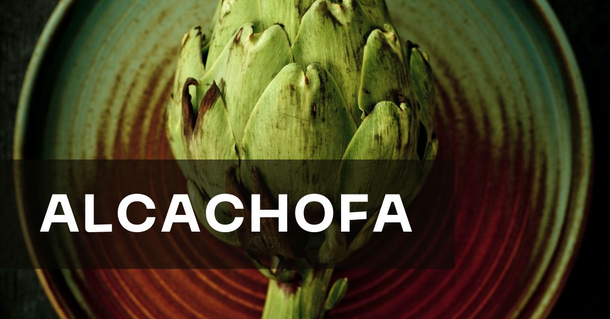 Alcachofa – Magalí Fajula